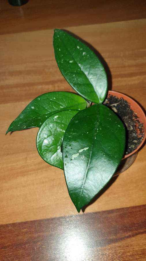 Hoja 3
