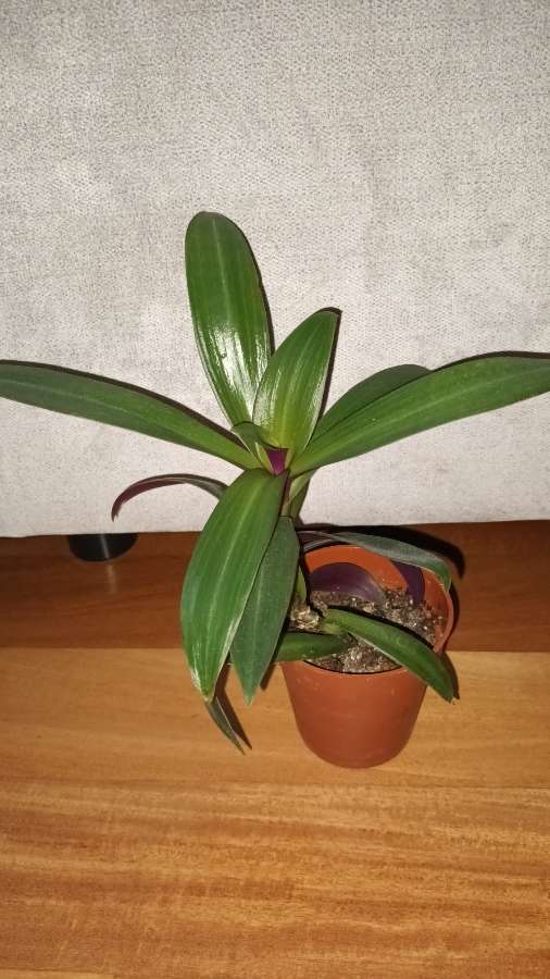 Reo meksykańskie,  trzykrotka, nr 1, wysokość 25cm 2