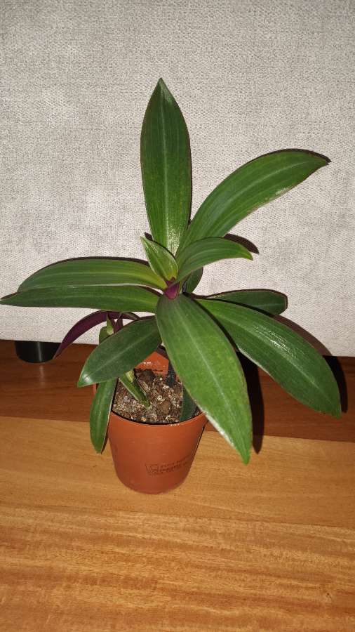 Reo meksykańskie,  trzykrotka, nr 1, wysokość 25cm 3