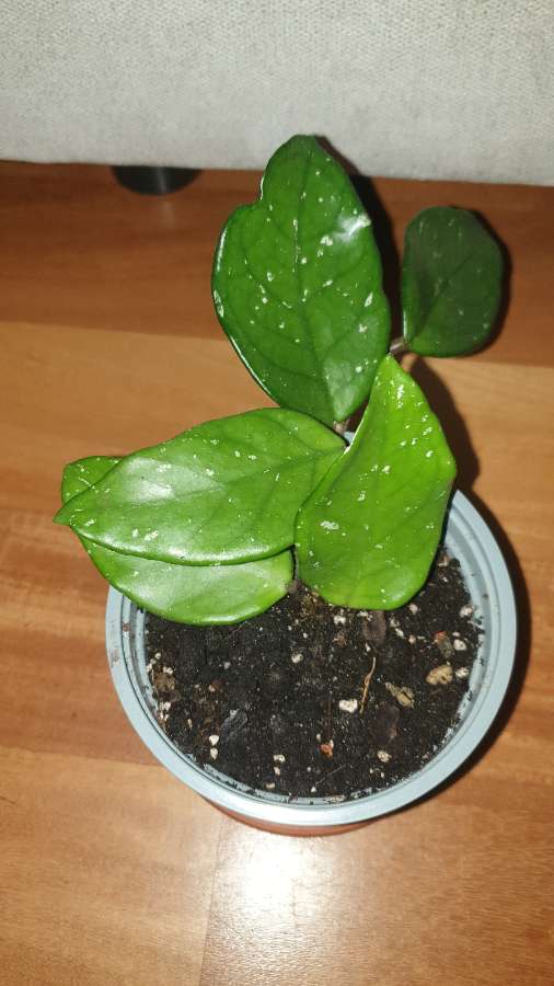 Hoja, roślina nr 1 3