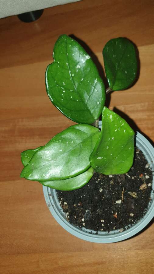 Hoja, roślina nr 1 4