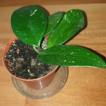 Hoja