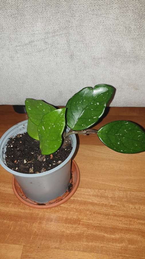 Hoja, roślina nr 1 2