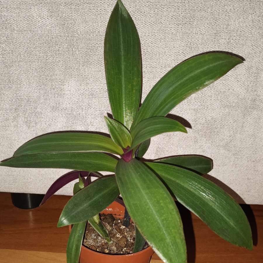Reo meksykańskie,  trzykrotka, nr 1, wysokość 25cm