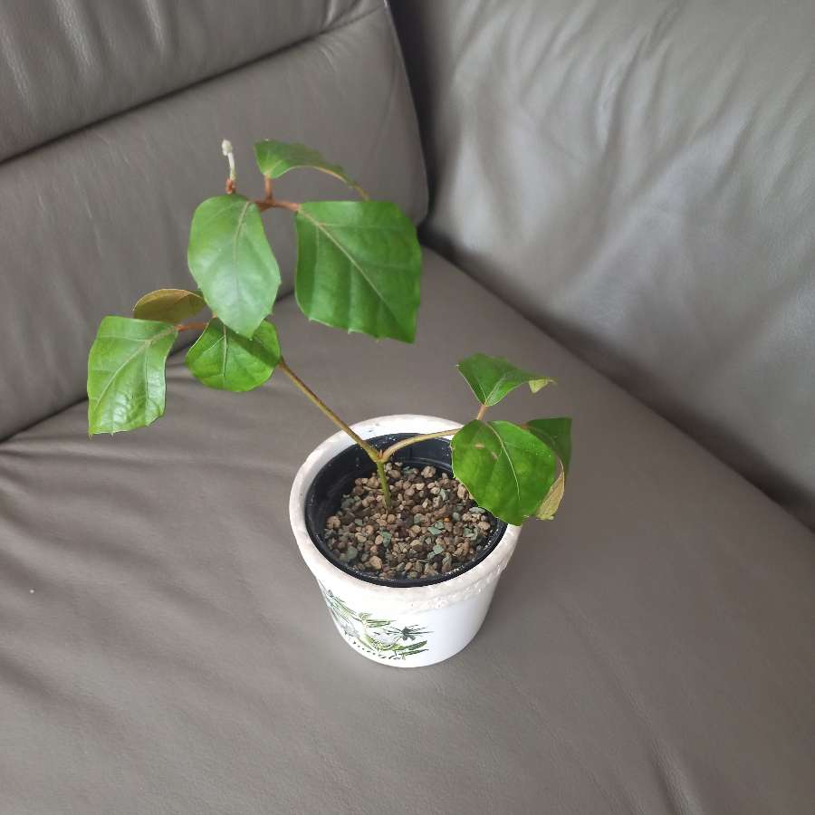 Cissus rombolistny
