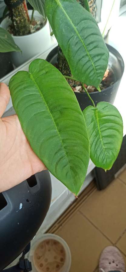 Philodendron Sharoniae 4