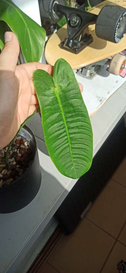 Philodendron Sharoniae 3