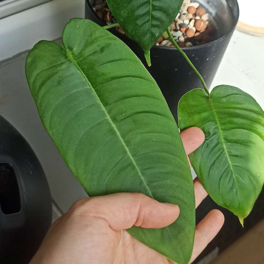 Philodendron Sharoniae