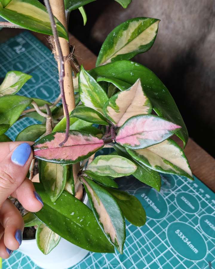 Hoya tricolor 2