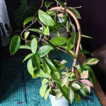 Hoya tricolor