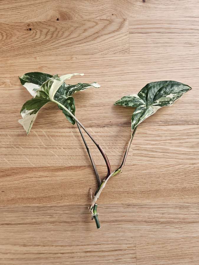 Syngonium 'Emerald Gem' 2