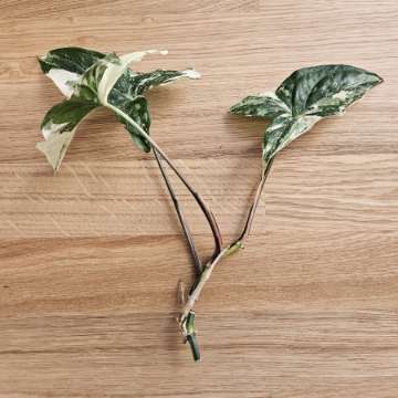 Syngonium 'Emerald Gem'