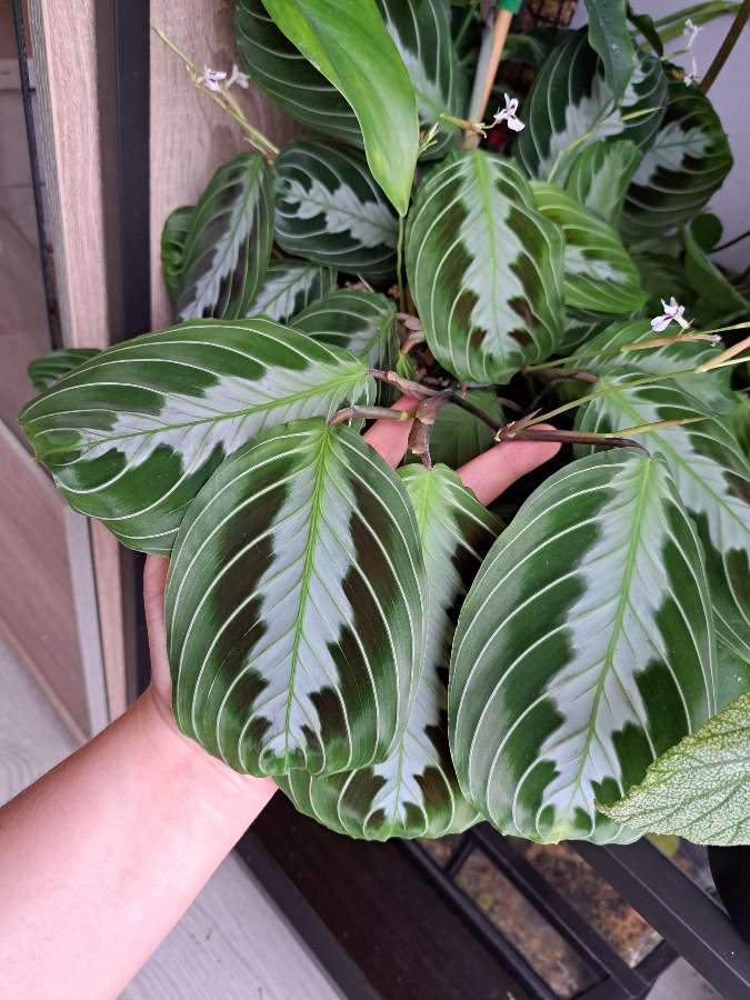 Maranta black 2