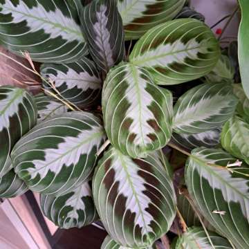 Maranta black