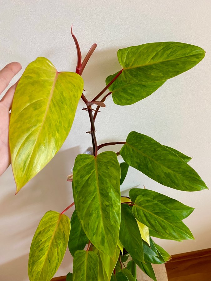 Philodendron Painted Lady 2