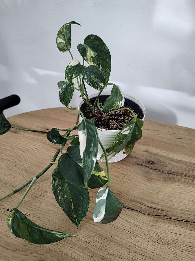 Epipremnum pinnatum variegata 4