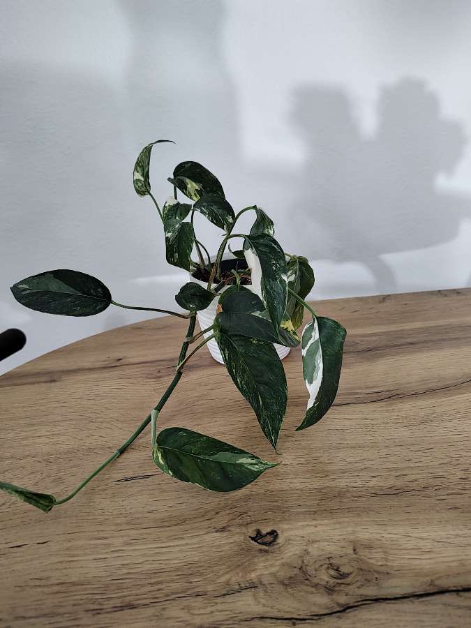 Epipremnum pinnatum variegata 3