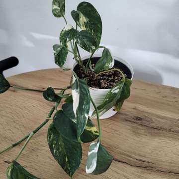 Epipremnum pinnatum variegata