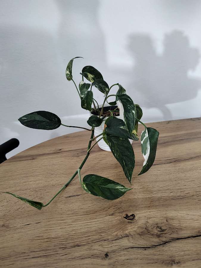 Epipremnum pinnatum variegata 2