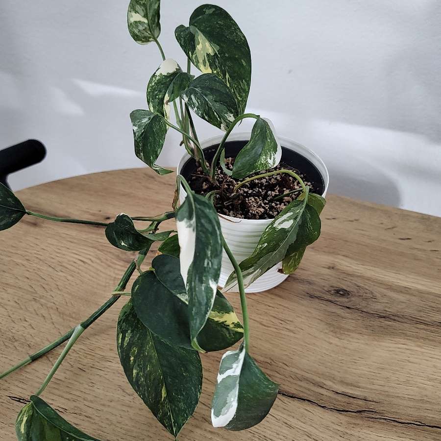 Epipremnum pinnatum variegata