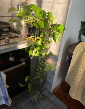 Epipremnum aurerum (złociste) duża roślina doniczkowa