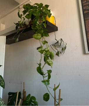 Epipremnum aurerum (złociste) duża roślina doniczkowa