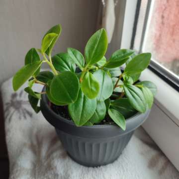 Peperomia