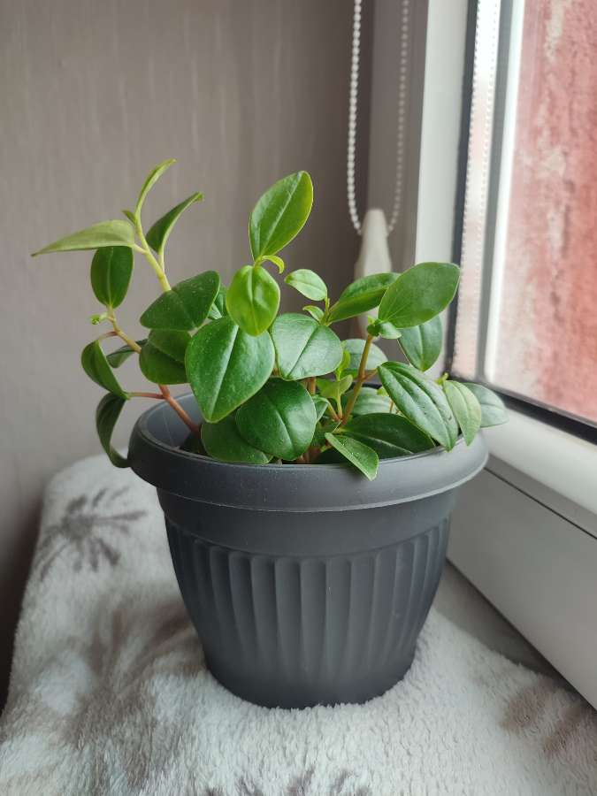 Peperomia 2