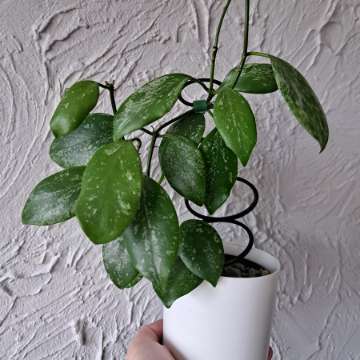 Hoya diptera splash