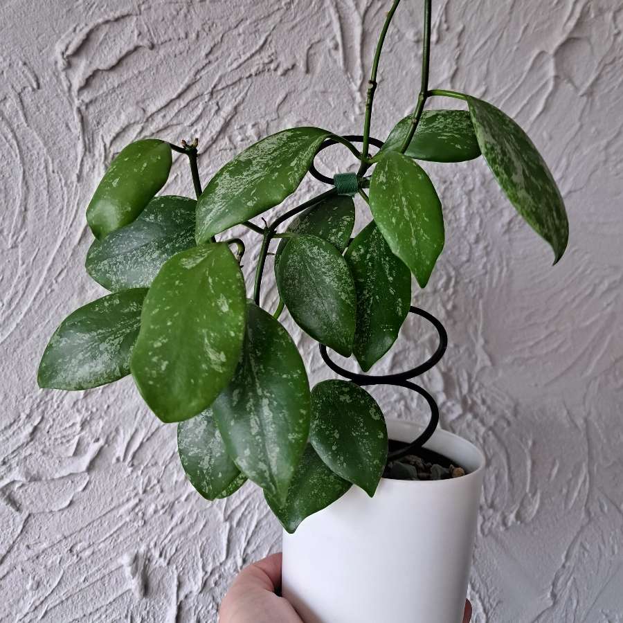 Hoya diptera splash