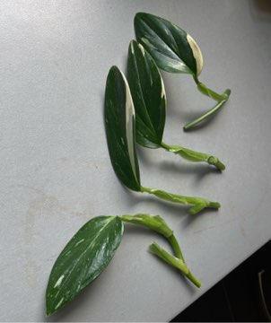 Monstera standleyana variegata ‚Cobra’ sadzonka szczytowa