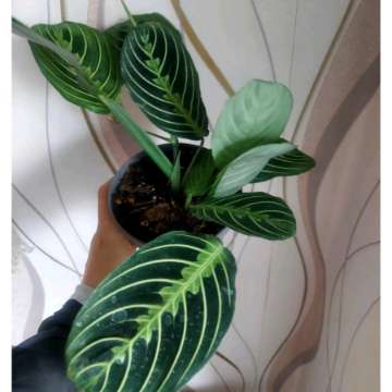 Maranta Lemon Lime