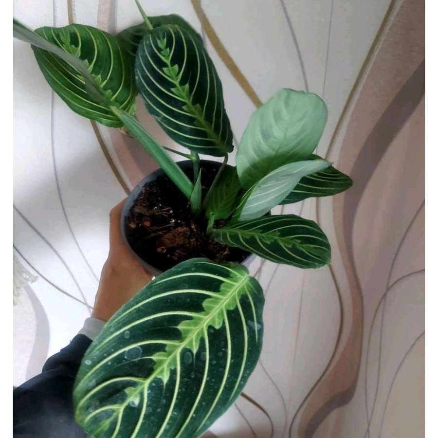 Maranta Lemon Lime