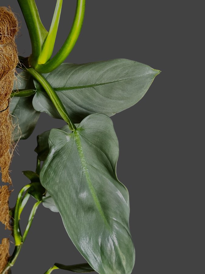 Philodendron Silver Queen 2