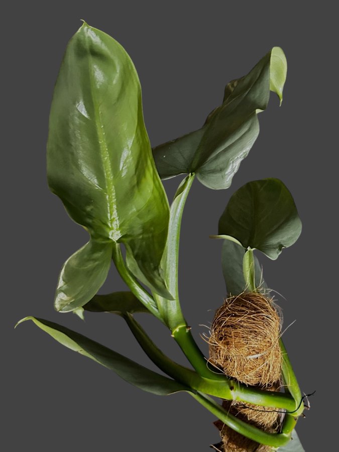 Philodendron Silver Queen 3