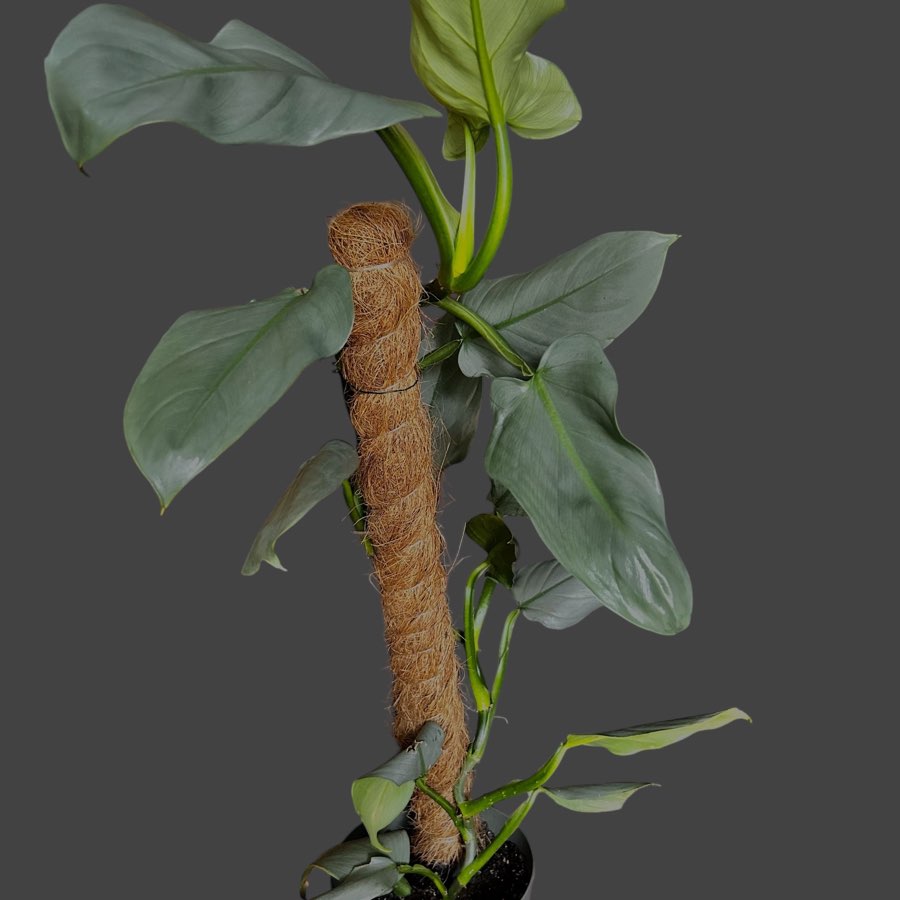 Philodendron Silver Queen