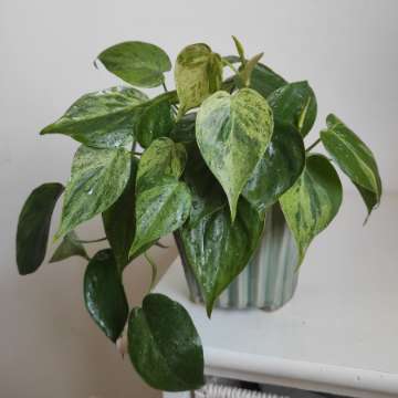 Philodendron hederaceum variegata
