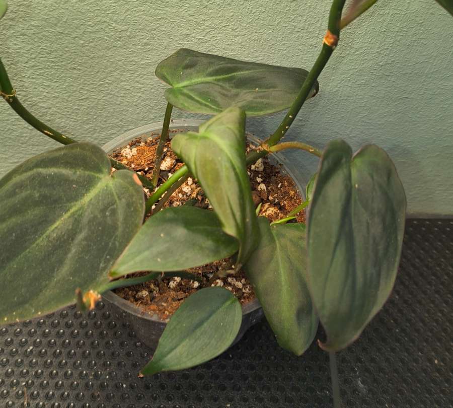 Philodendron micans 4