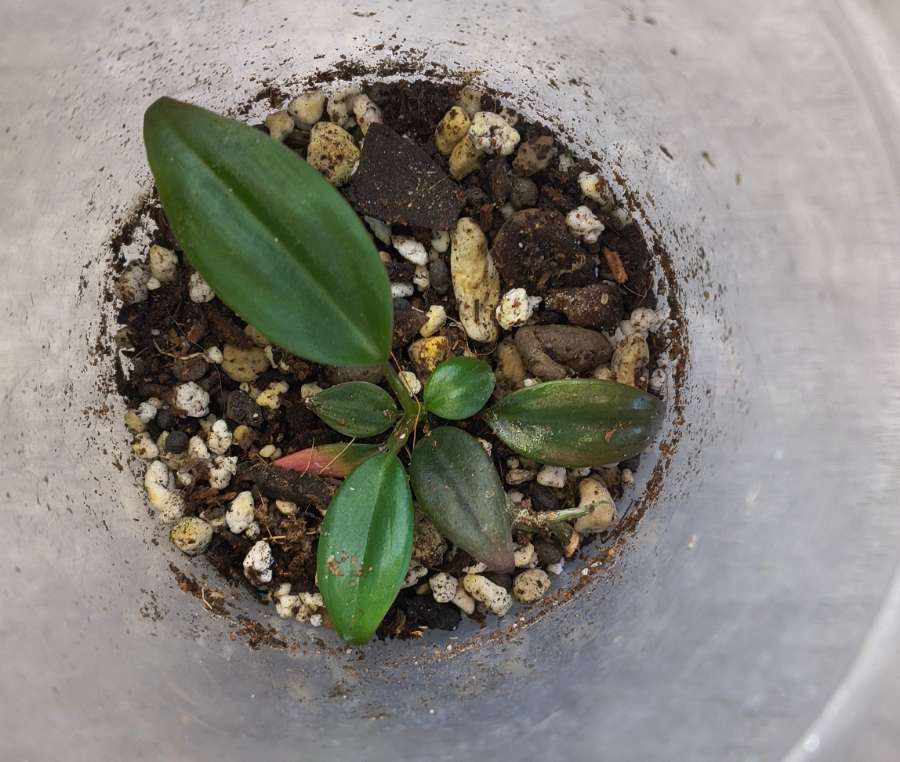 Philodendron micans 5