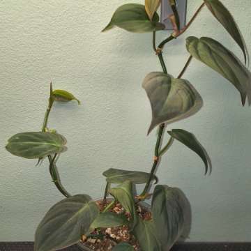 Philodendron micans