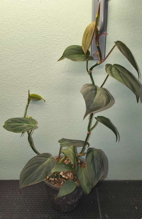 Philodendron micans 3