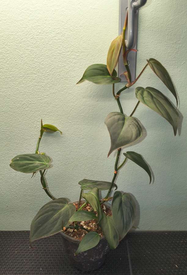 Philodendron micans 2