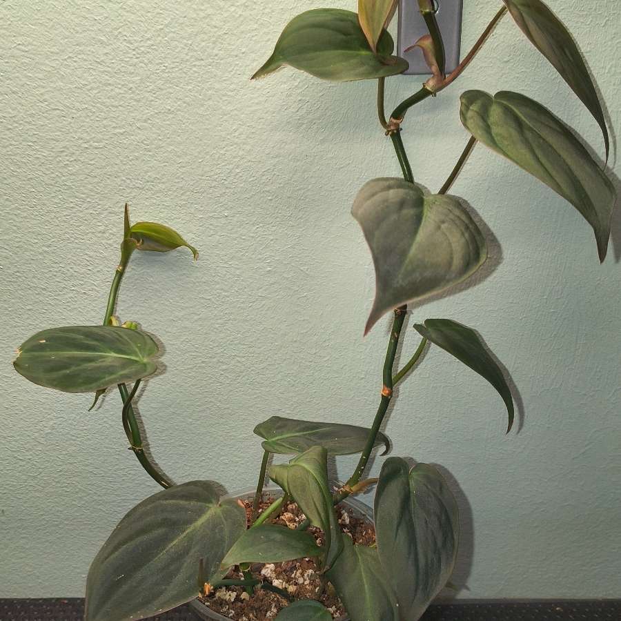 Philodendron micans