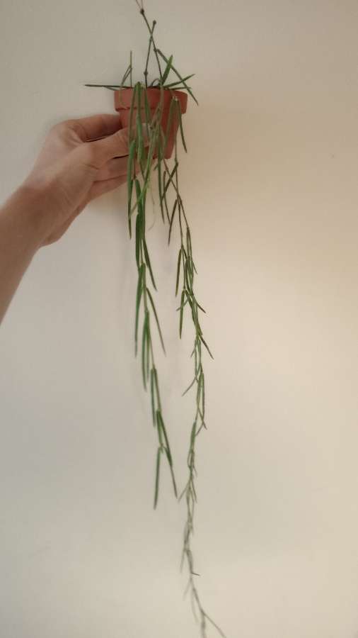 Hoya linearis 2