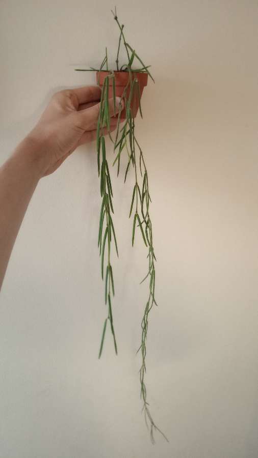 Hoya linearis 3