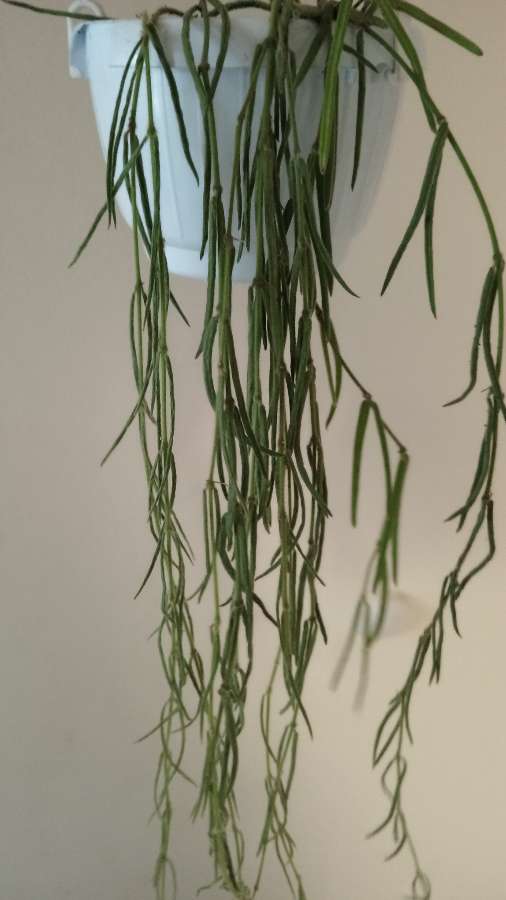 Hoya linearis 4
