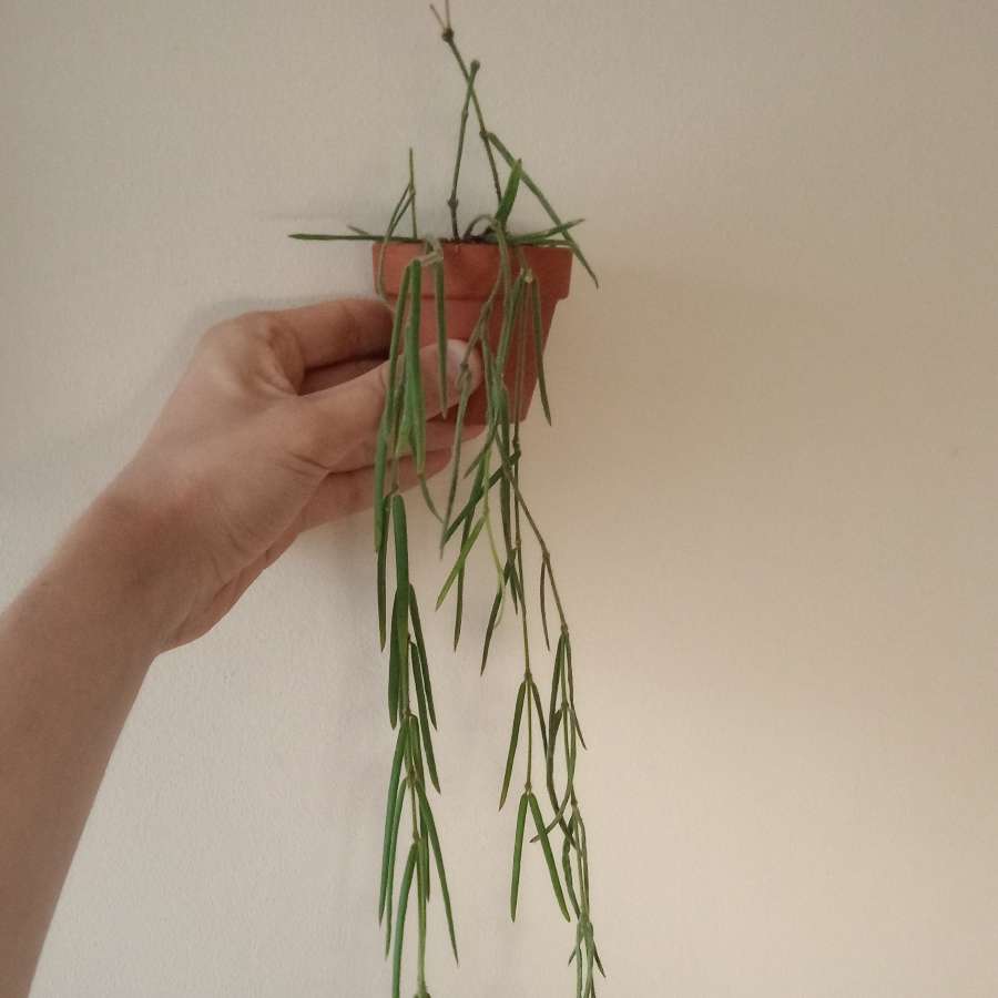 Hoya linearis