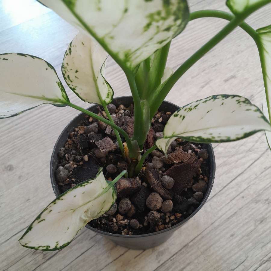 Aglaonema 'Super White' 4
