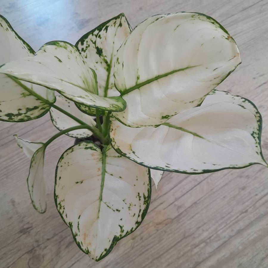Aglaonema 'Super White' 5