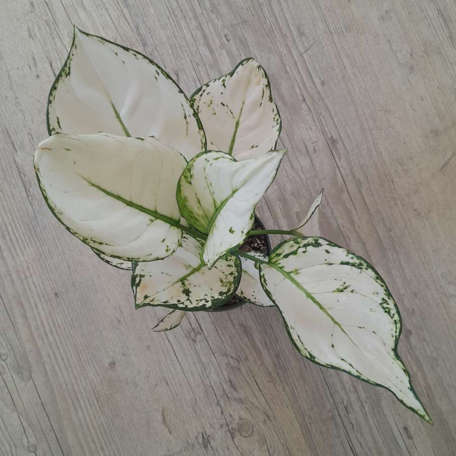 Aglaonema 'Super White' 3